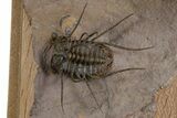 Spiny Ceratonurus Trilobite With Ventral Crotalocephalina #339588-4
